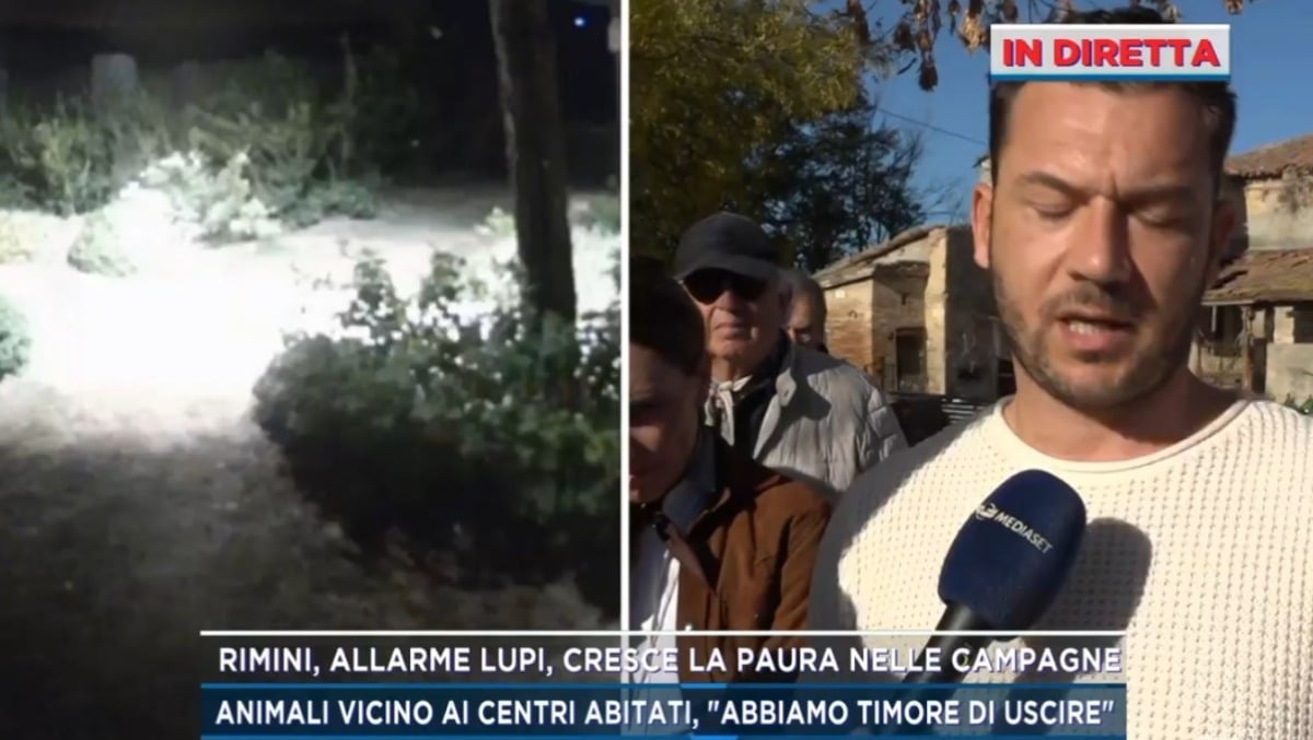 Canale 5 rilancia l'allarme lupi a Rimini, il sindaco: "Lavoreremo per una soluzione" - 