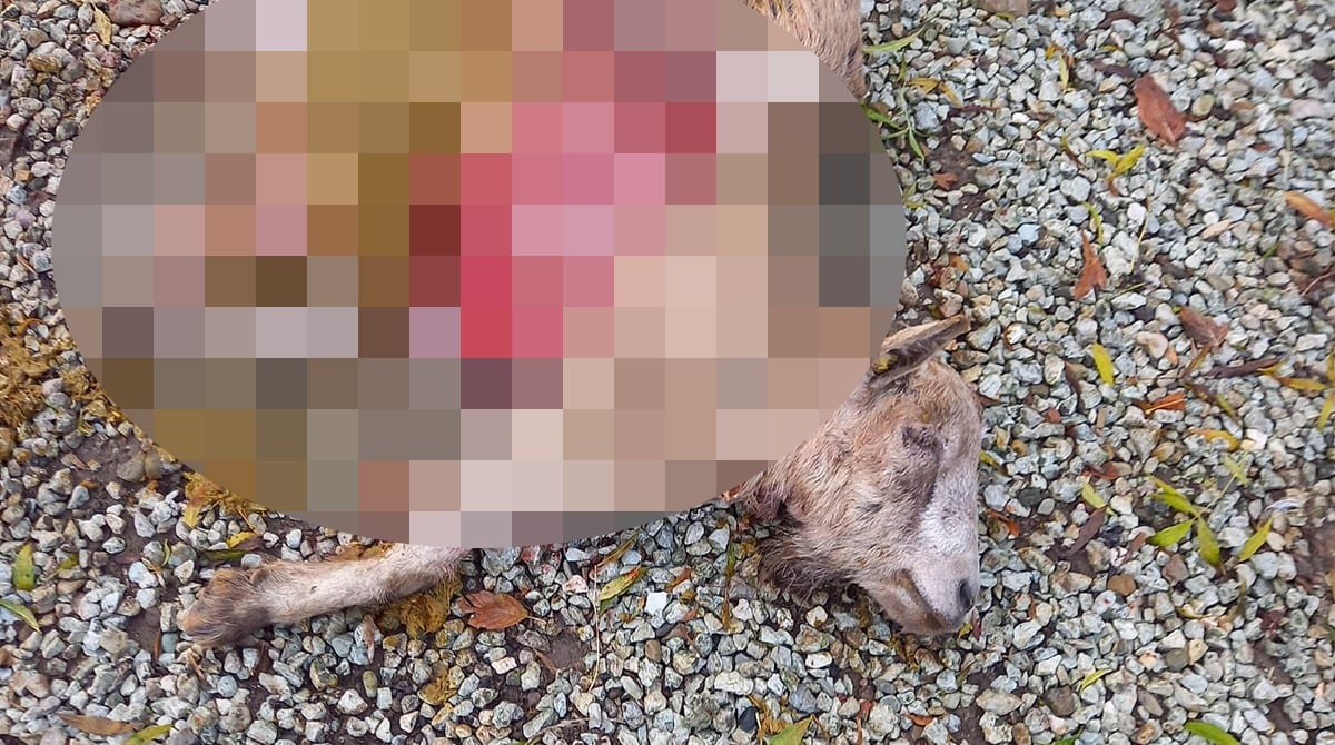 Uno degli attacchi avvenuti a Verucchio