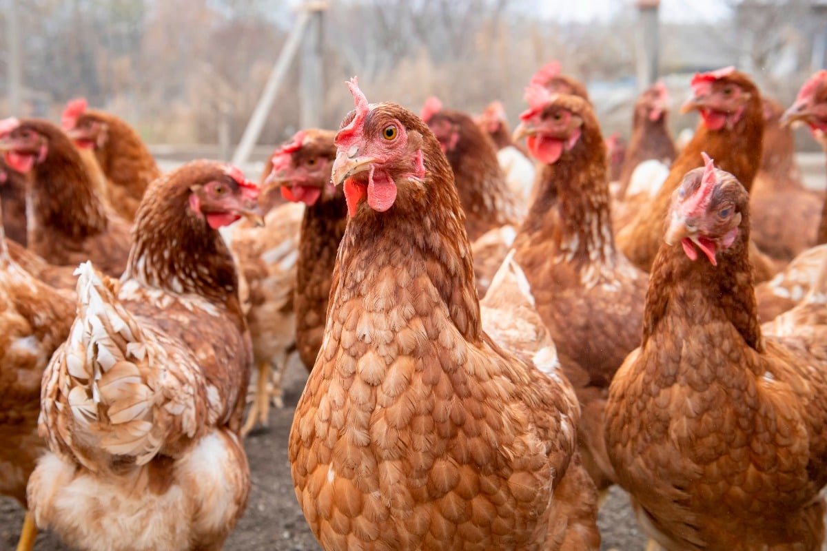 Focolaio di aviaria nel Forlivese, abbattuti 150 polli - Repertorio