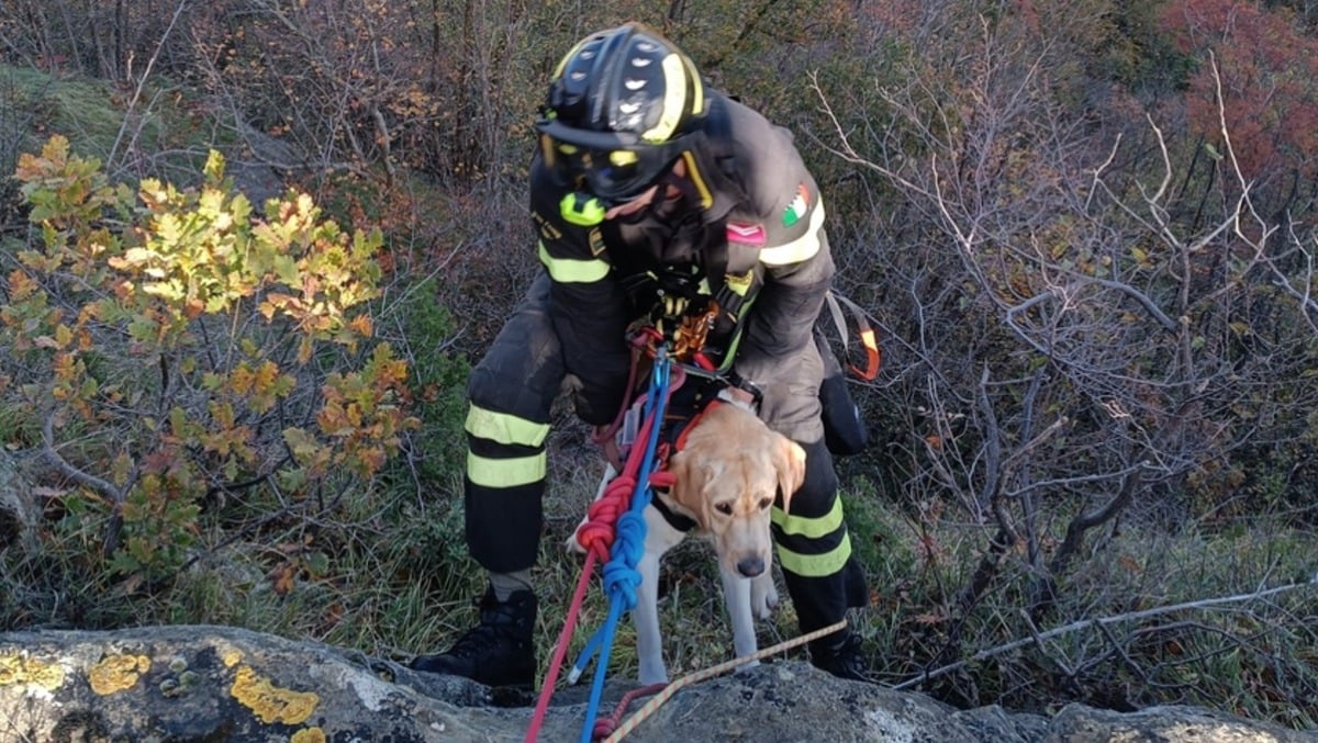 Cane precipita in un dirupo del Monte Pincio: salvato dai Vigili del Fuoco - 