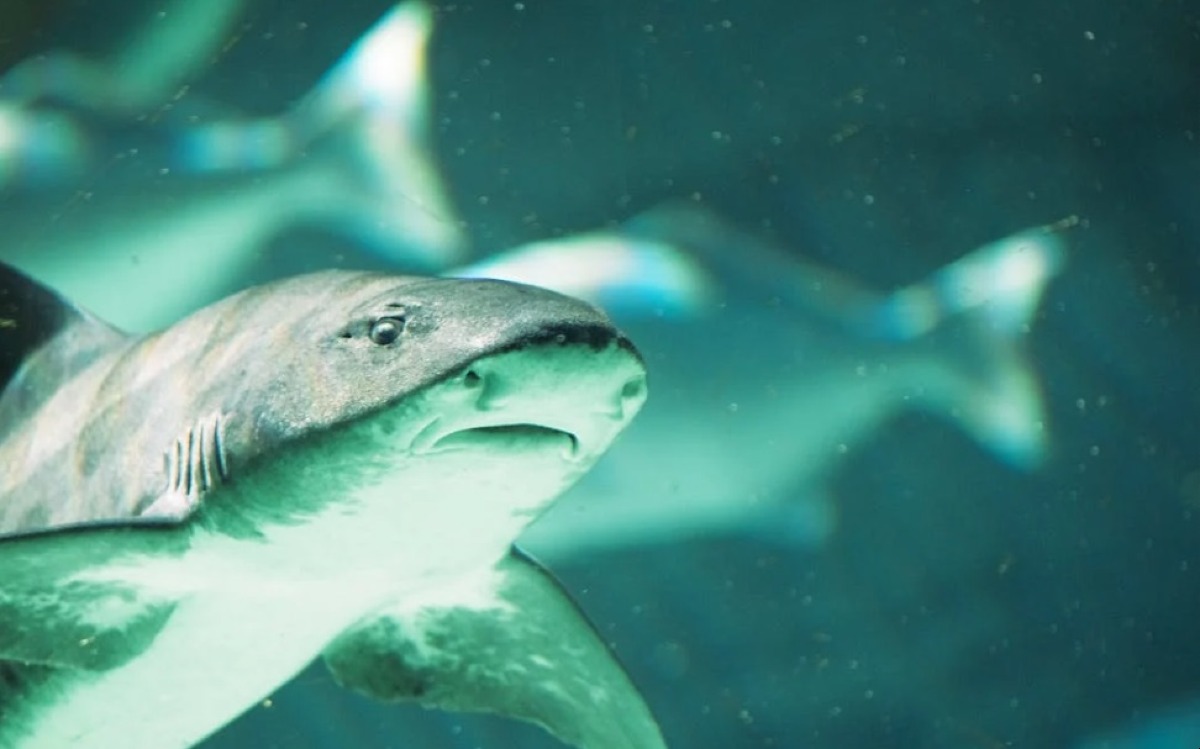 Costa Edutainment porta a Ecomondo i suoi progetti per la tutela del mare - 