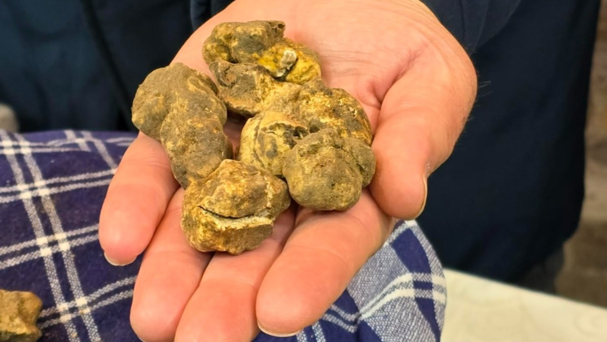 Il gusto autentico della Valconca: a Mondaino torna “Fossa, Tartufo e Venere” - 
