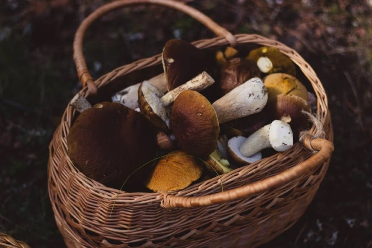 Intossicato da un fungo a San Marino: ISS ricorda "rivolgetevi all'ispettorato micologico" - 