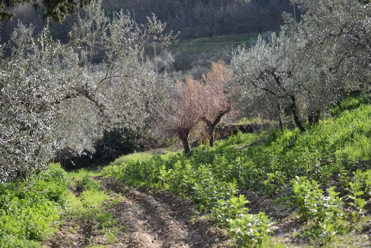 A Sant’Andrea in Casale un weekend dedicato all’olio extravergine di qualità - 