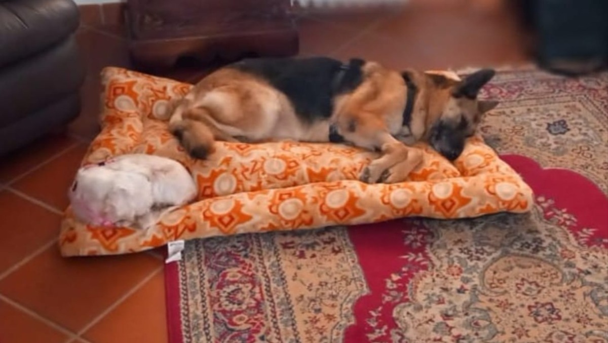 Arrivarono al canile di Rimini dopo gravi maltrattamenti: oggi rinate a nuova vita - Bella e Sissy