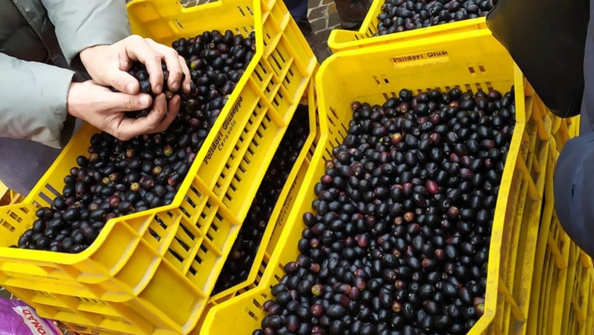 Coriano celebra l'olio e i prodotti tipici: nel weekend torna la Fiera dell'Oliva - 