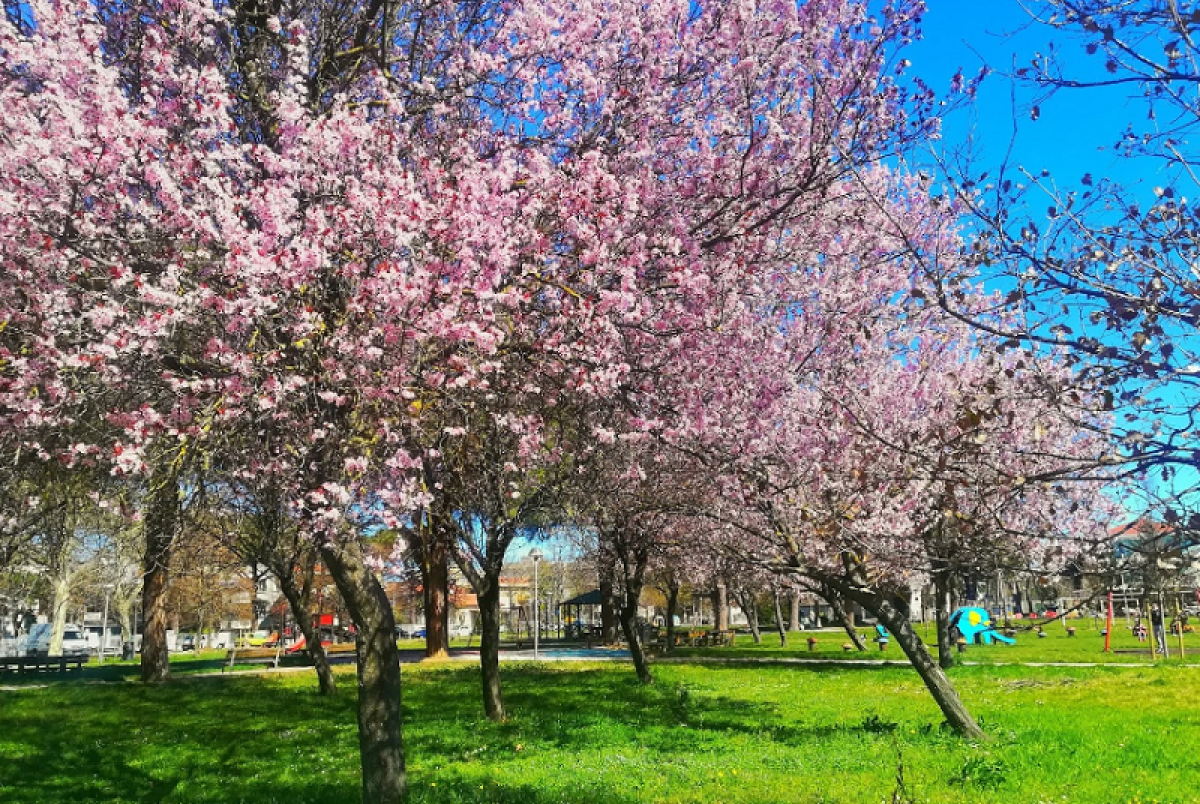 Nuovo campo da basket e illuminazione, il Parco Spina Verde di Miramare si rifà il look - Parco Spina Verde a Miramare