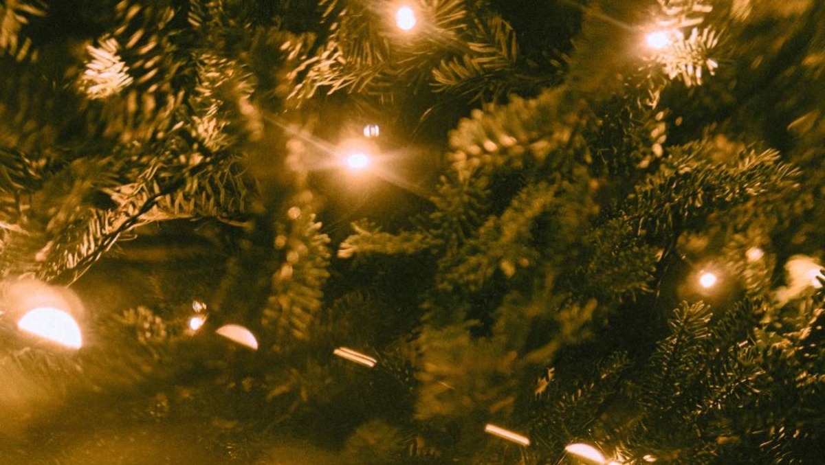 Cattolica accende il suo albero di Natale, dono dalle Magnifiche Valli - 