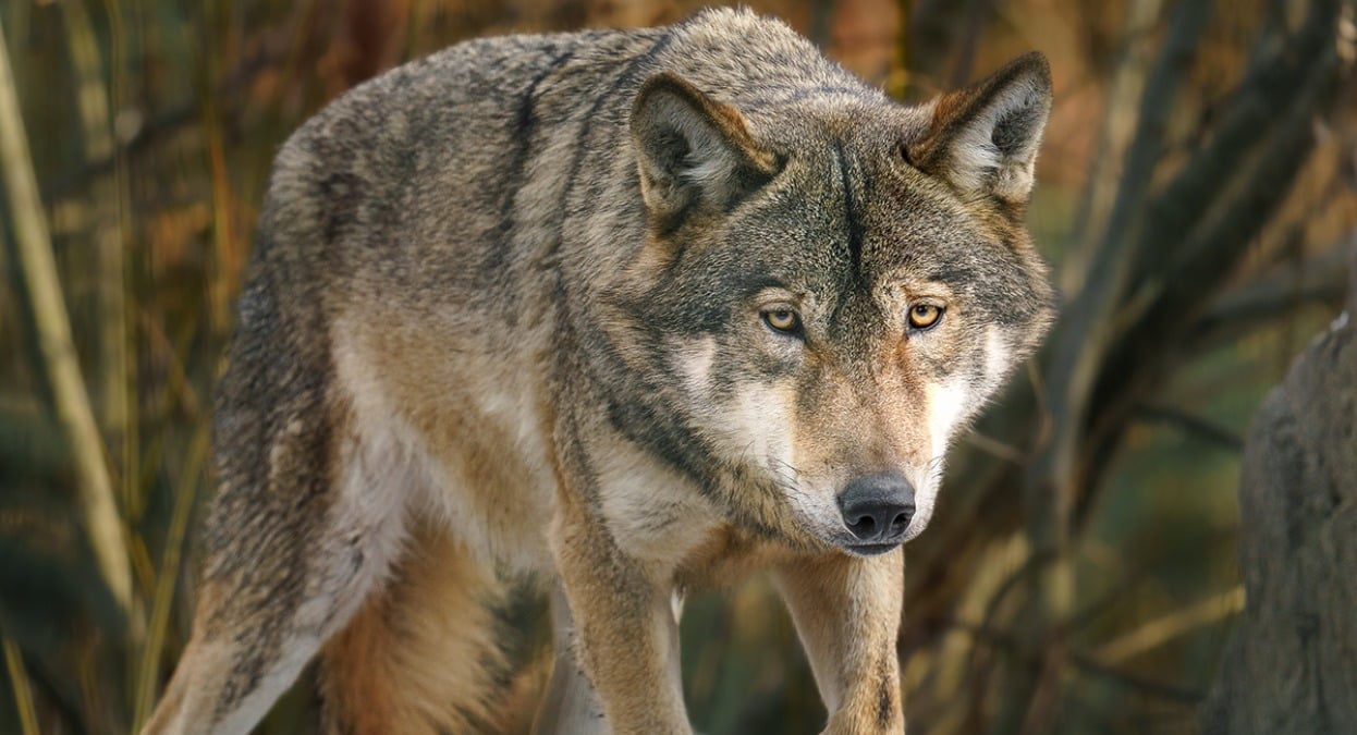 "Basta soluzioni violente": Europa Verde Rimini contro l'abbattimento dei lupi - 