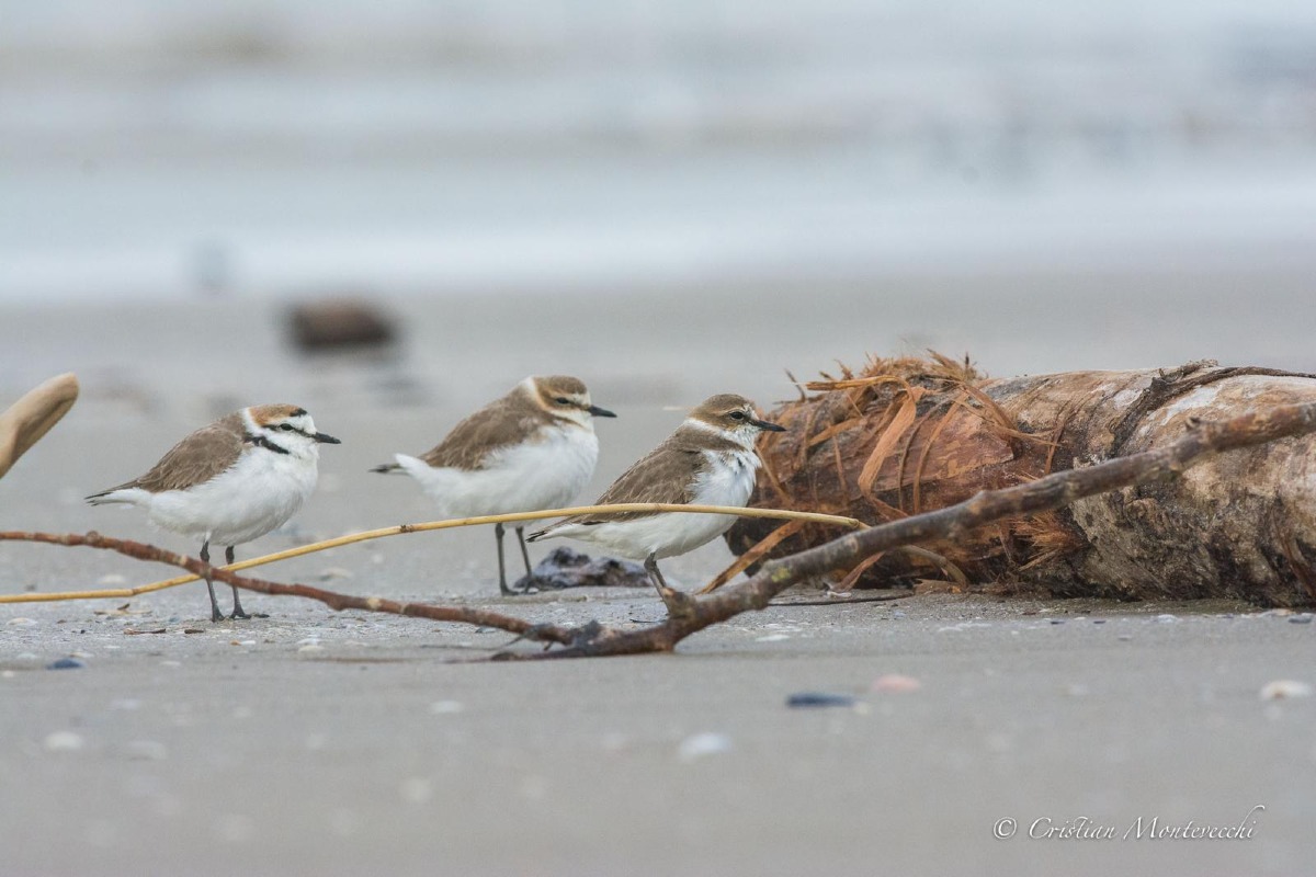 Incontrare la spiaggia, appuntamento a Miramare con Lipu, Wwf e Monumenti Vivi - 