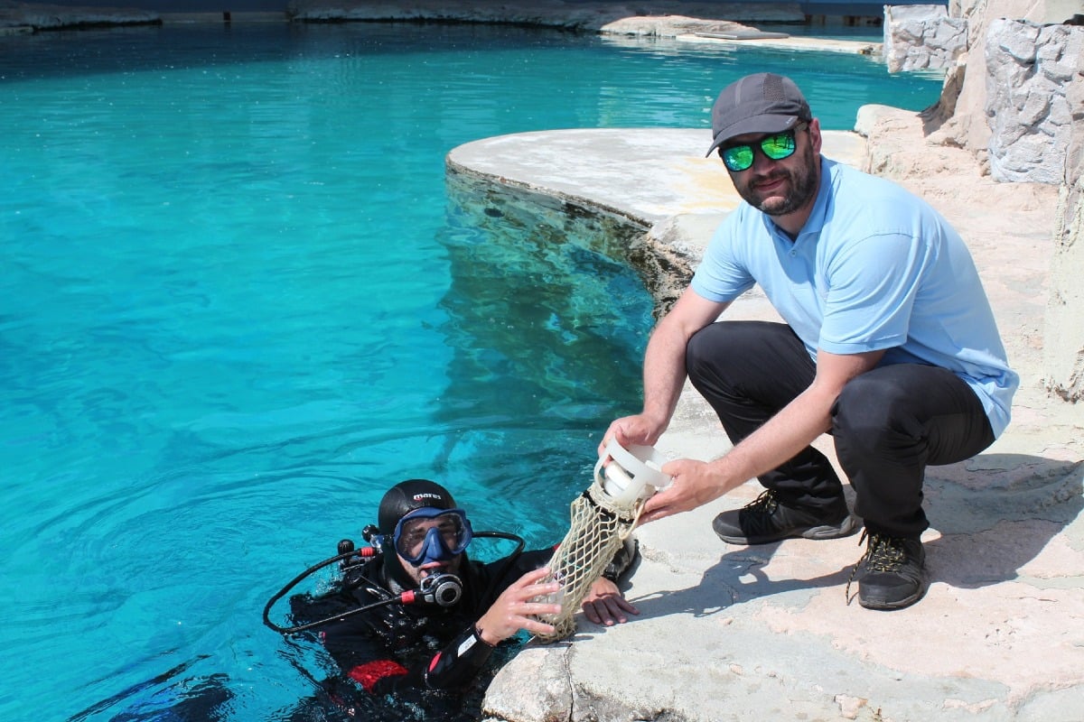 Dai fischi ai feeding buzzes: nuovi dati sul comportamento dei delfini di Oltremare - 