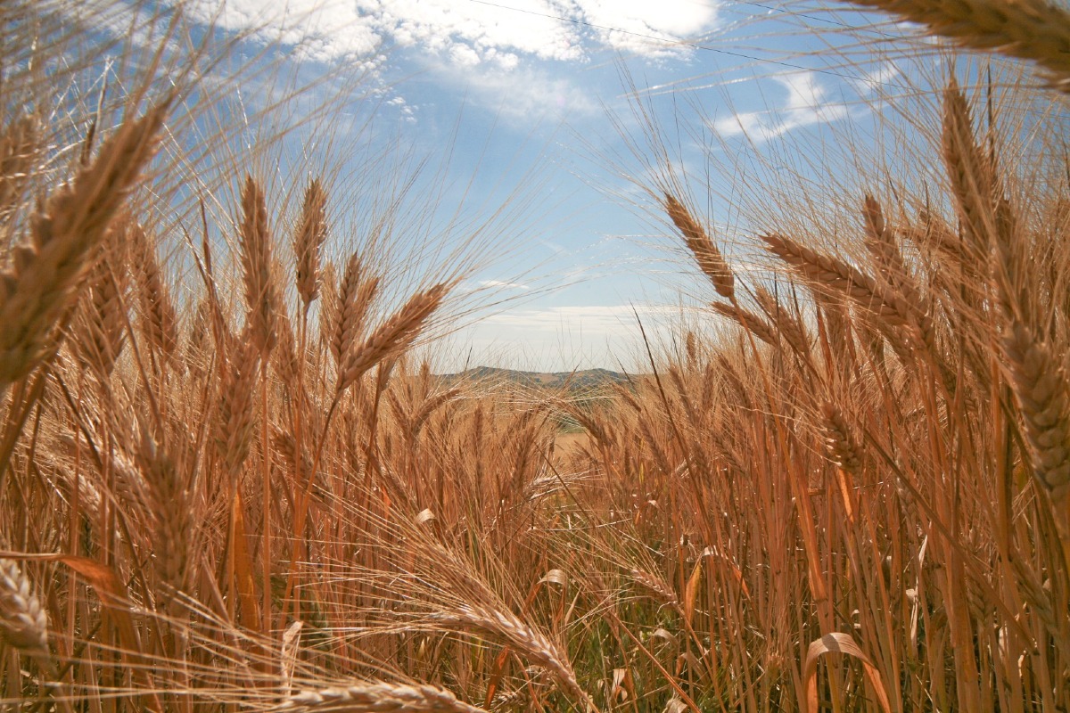 San Giovanni in Marignano celebra il grano con una tavola rotonda - 