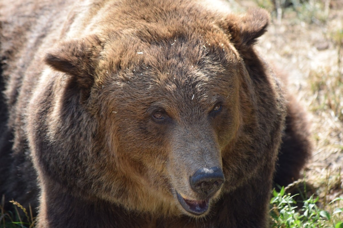 Orso marsicano di 150 kg investito e ucciso sulla statale in Abruzzo - Ritratto ravvicinato di un orso