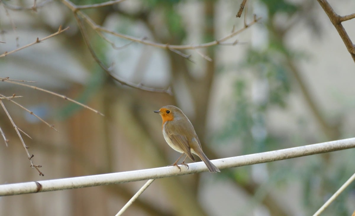 Capodanno, l’allarme della Lipu: “Botti pericolosi per animali e salute” - Ph Arianna Lanci