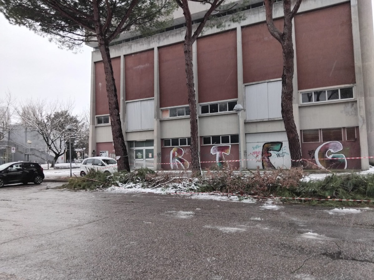 Rami potati occupano il parcheggio della scuola, la segnalazione  - 