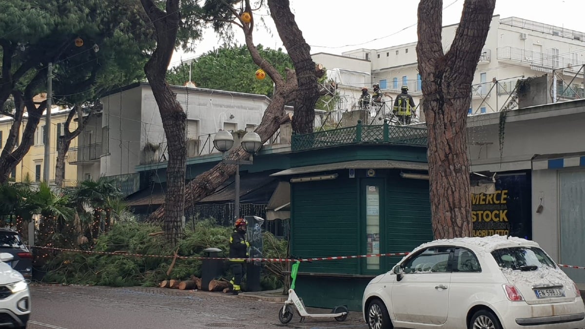 Crolla grosso albero, paura a Marina Centro a Rimini - www.altarimini.it RIPRODUZIONE RISERVATA