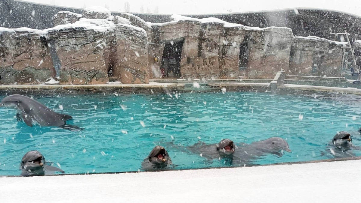 I delfini “scoprono” la neve: il video virale di Oltremare conquista il web - 