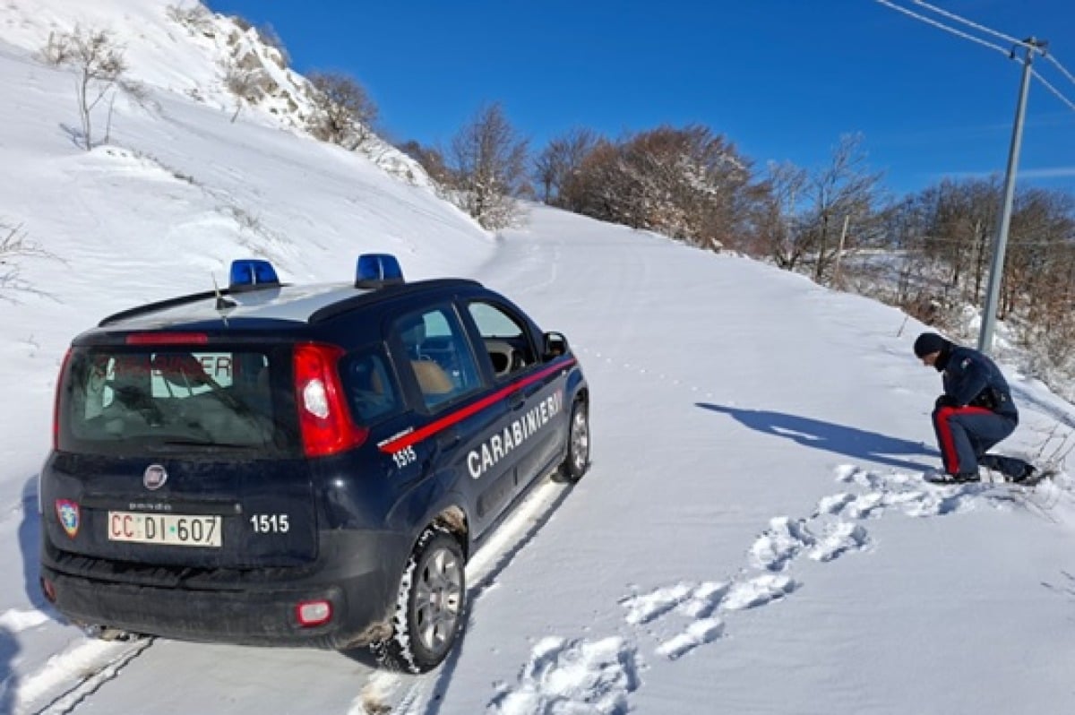 Nuovi avvistamenti di lupi tra Ponte Messa e Pennabilli. I Forestali: "Costante attenzione delle autorità" - Carabinieri neve Alta Valmarecchia 