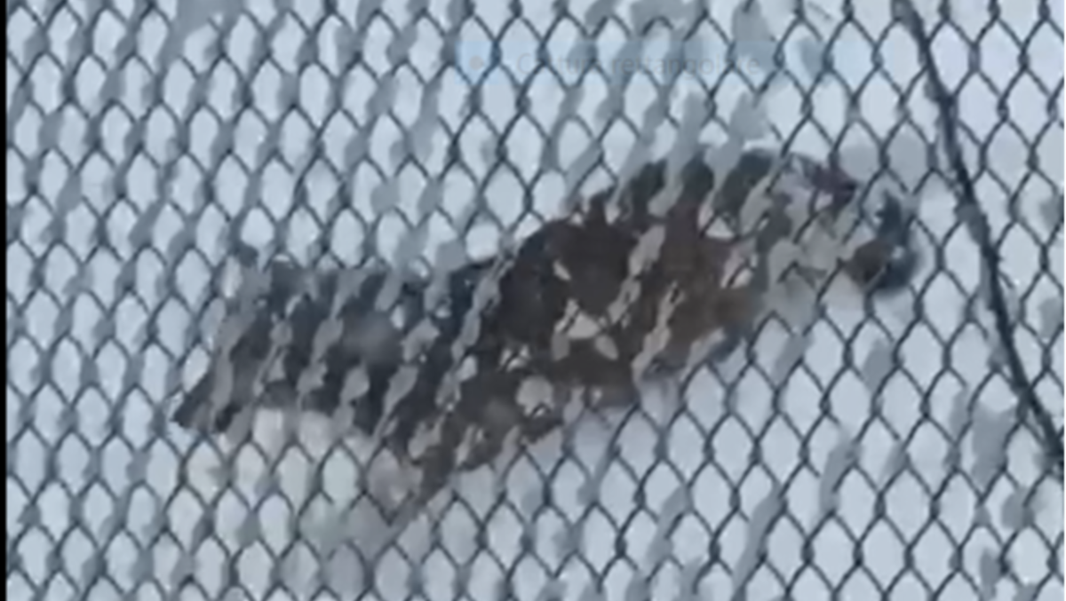 Allarme lupi in Romagna: anche Cia chiede una gestione attiva della specie - 