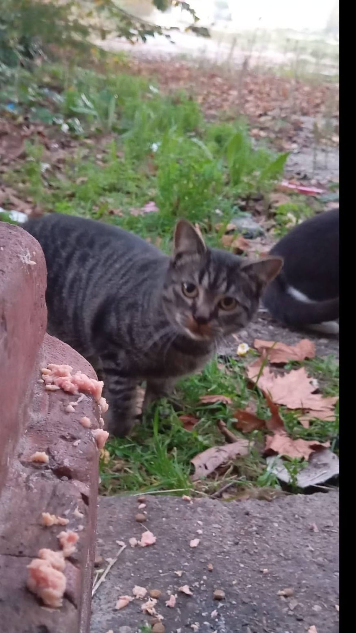 Caso gatti ex caserma, le associazioni non aspettano più: ricorso al Giudice e protesta in piazza sabato
