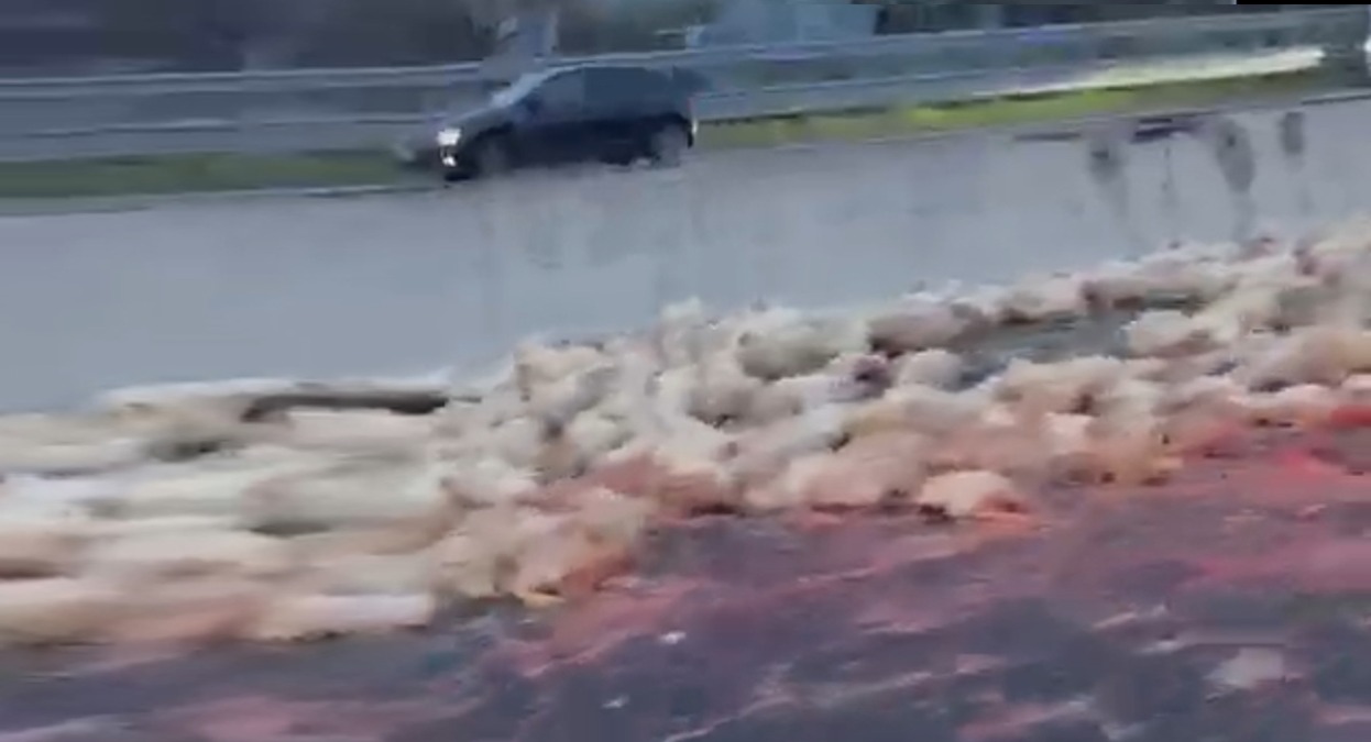 Polli sull’asfalto dell’A14: carambola tra Riccione e Cattolica, paura ma nessun ferito grave - Il luogo dell'incidente