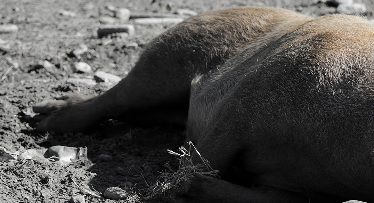 Cinghiale sulla Trasversale Marecchia:  niente risarcimento milionario, il Tribunale dà torto al conducente - Foto repertorio