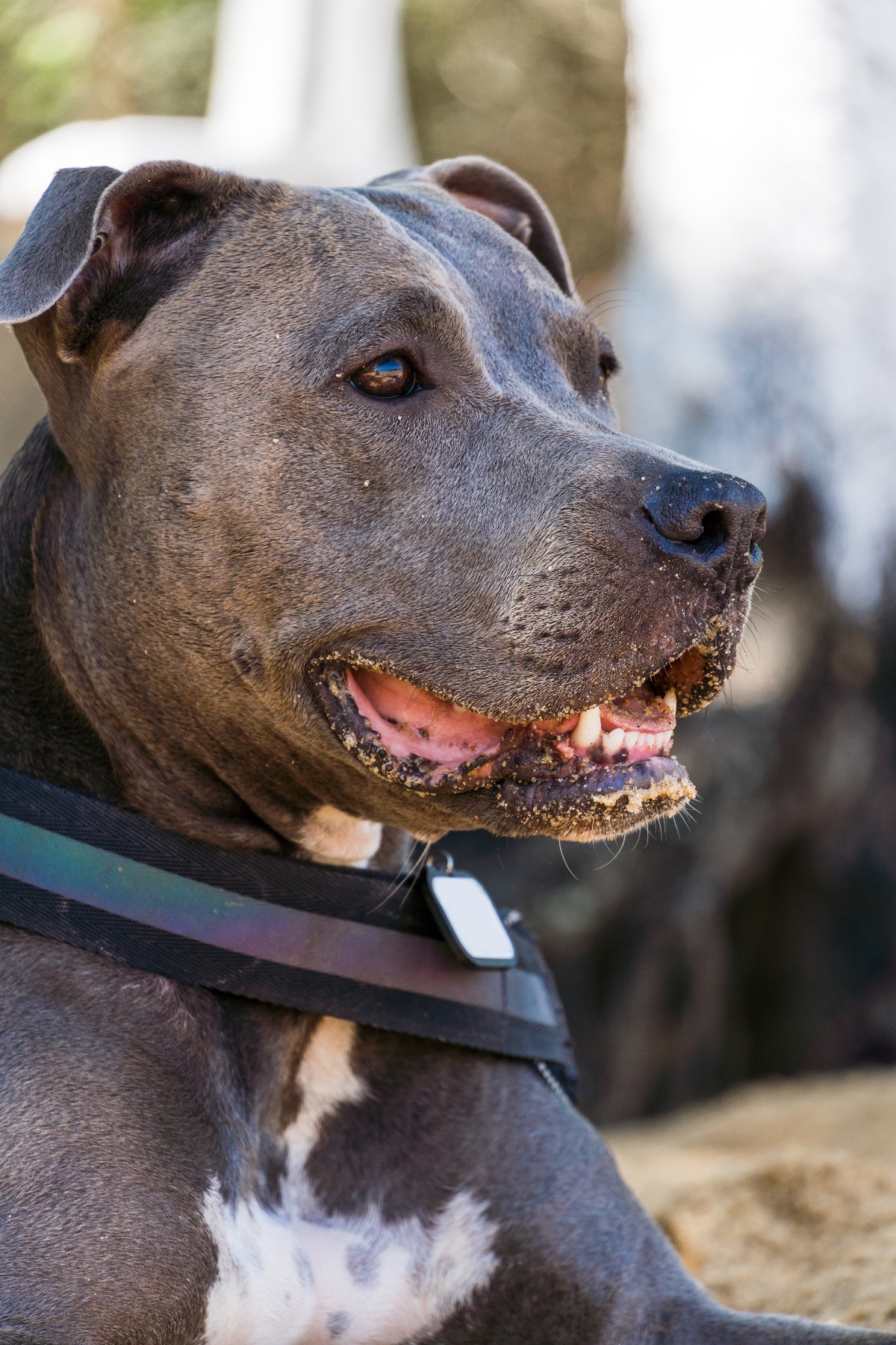 Pitbull azzanna ciclista sulla pista ciclabile del Marecchia: la proprietaria accusata di lesioni colpose