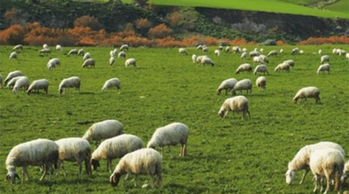 Allevamento di ovini in forte calo in Valmarecchia, numeri giù anche per i suini - 