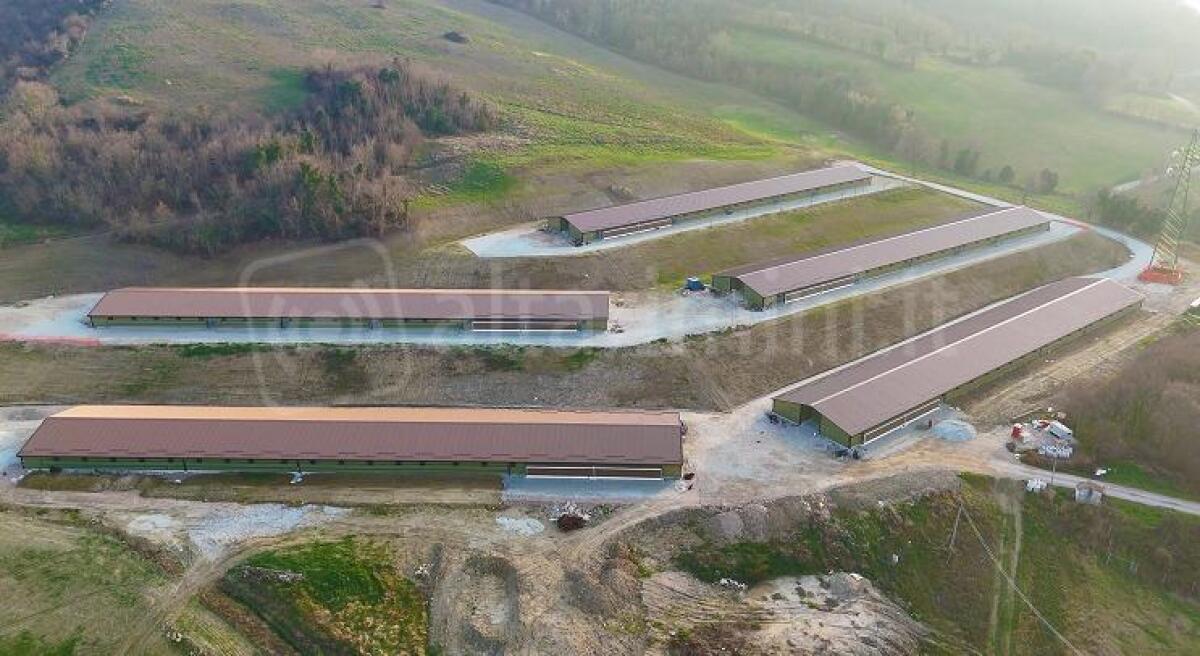 Capannoni sospesi e polli dimezzati: il Comitato: "Incongruenze nelle autorizzazioni Fileni a Maiolo" - Lo stabilimento Fileni