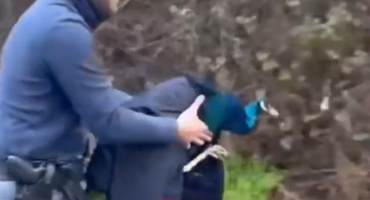 Pavone "contromano" sulla Consolare Rimini San Marino, salvato dalla Polizia - © Questura di Rimini