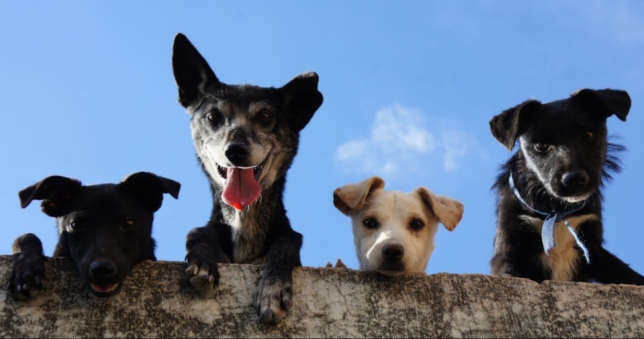 Rimini cerca nuove strutture per l’accudimento dei cani - 