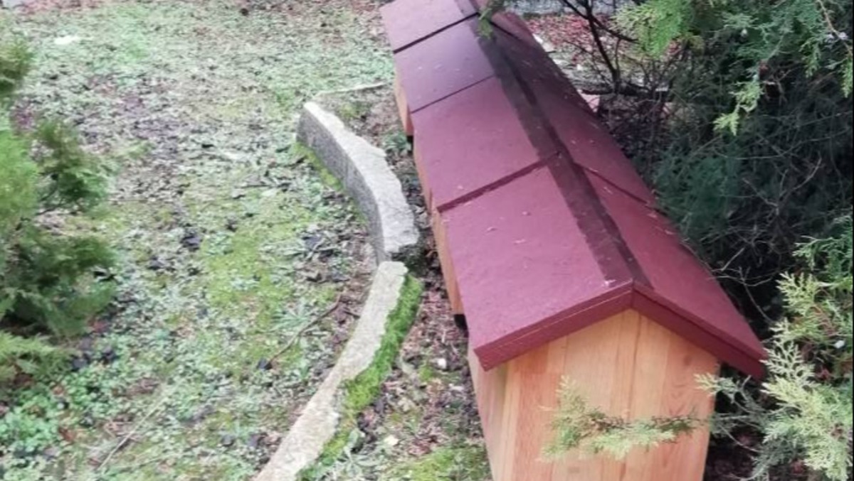 Rimini, polemica sui gatti al cimitero. Cuori Randagi replica: “Nessun degrado, solo abbandoni continui” - Foto da Facebook