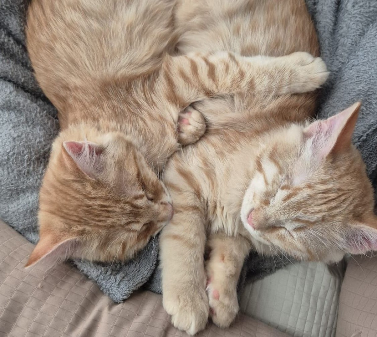 Viola e Matisse, i gattini ciechi salvati dall’amore di due sorelle - 