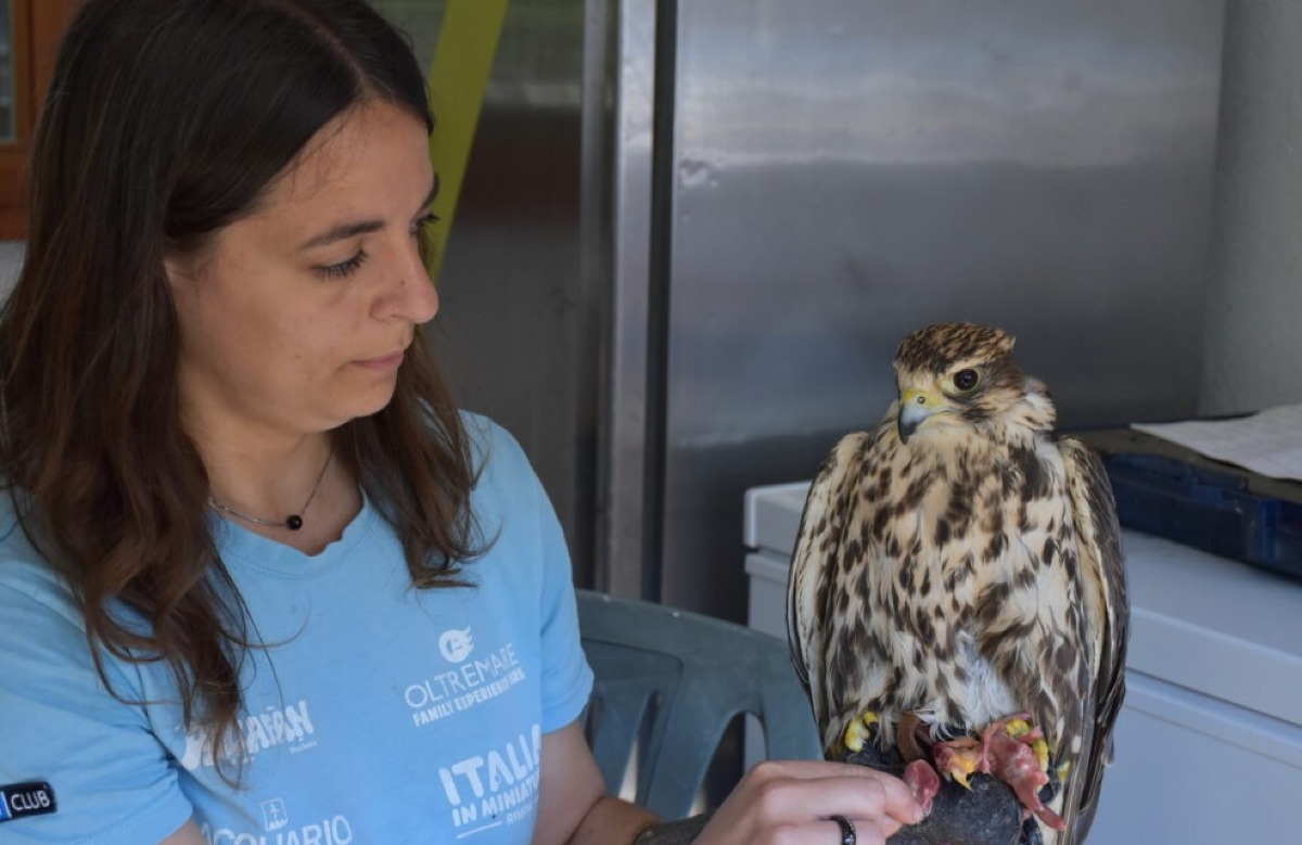 Il falco Giovanna torna a volare ad Oltremare: storia di recupero e rinascita - 