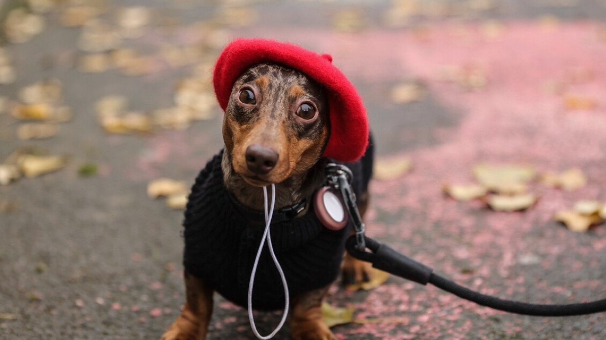 Domenica 29 marzo arriva a Rimini la “Sausage Walk”, la camminata dei cani bassotti - Foto Ansa
