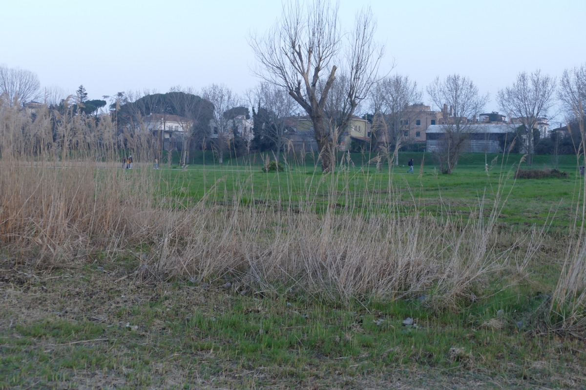 Rimini, "Canneto parco Marecchia ridotto a sparuti ciuffi: cecità verso la natura" - 