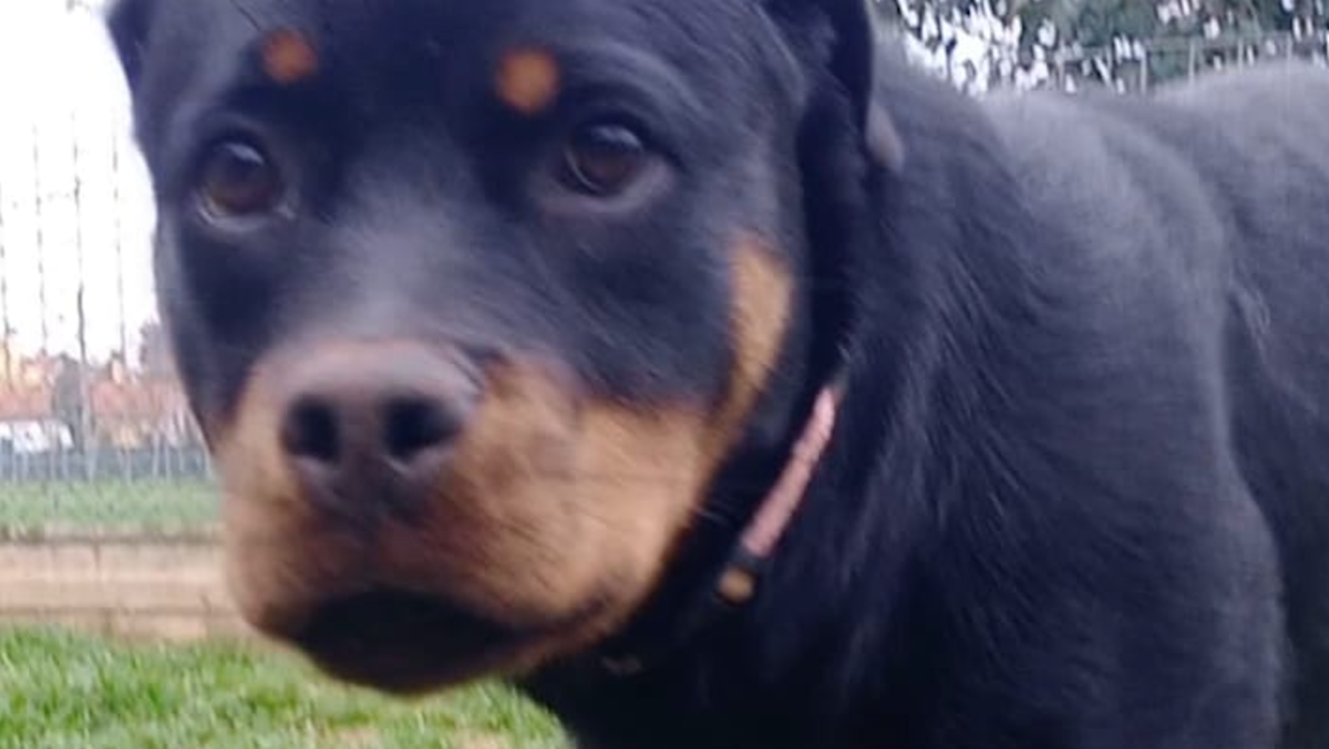 Abbandona cucciolo di cane nel residence: l'animale prigioniero 4 giorni senza cibo e acqua - Il cane salvato dalla Polizia Locale