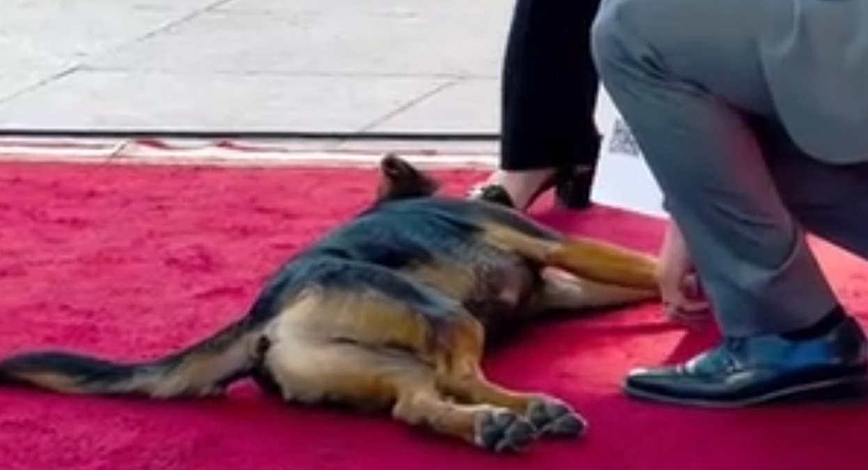 Video virale: un cane interrompe la cerimonia solenne? No, è un ospite ufficiale - 