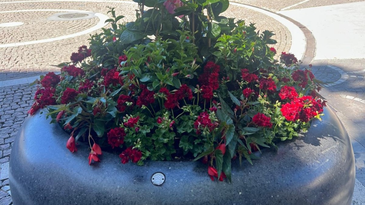 Cattolica si fa bella per Pasqua, tra sfalci e piantumazioni di essenze primaverili - Cattolica, particolare di piazza Primo Maggio