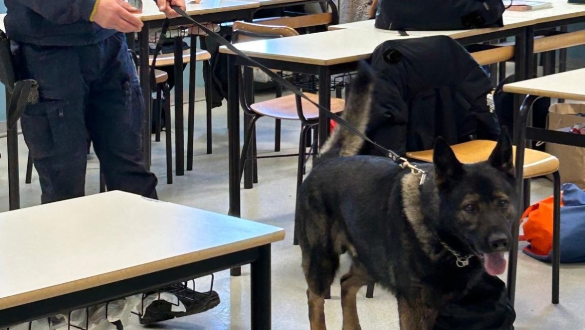 Rimini, arrivano i cani antidroga nelle scuole: "al setaccio" aule e non solo - 