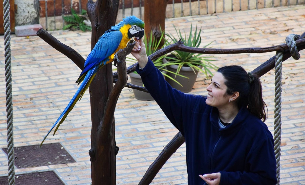 Oltremare 2.0 accoglie due nuovi Ara: Ronny e Rocket tra i pappagalli del parco - 