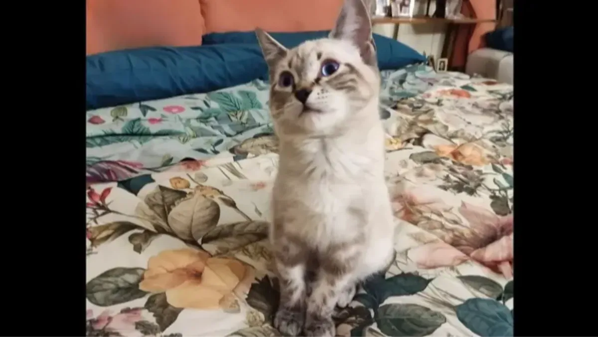Cuori Randagi si mobilita per il gattino Leonardo, ha il Covid "felino": "Aiutateci, la cure sono costose" - 