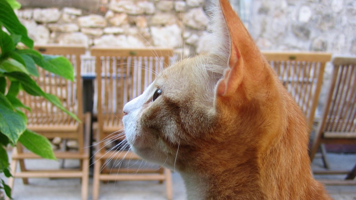 L'Arca di Noè arriva a Le Befane: un weekend dedicato agli amici a quattro zampe - foto PxHere