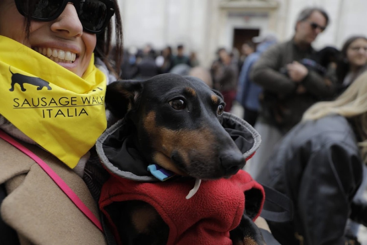 Rimini la carica dei bassotti invade la città - 