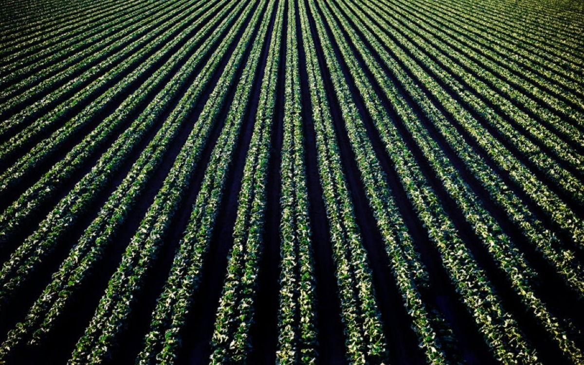 Agricoltura riminese in cifre: 2.235 imprese, 127 milioni di euro e solo il 3% di giovani titolari - 