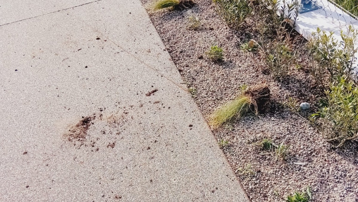 Vandali in azione sul lungomare di Rimini: sradicate piantine - 