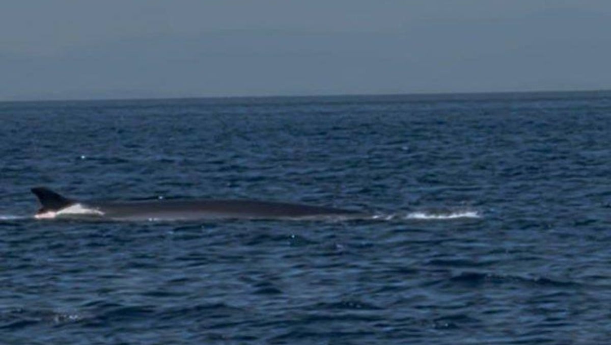 Balenottera avvistata al largo di Rimini. "Il mare Adriatico è vivo" - foto da FB - Fondazione Cetacea