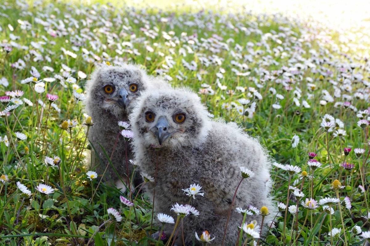 A Oltremare nati due Gufi Reali "Un evento di grande valore naturalistico" - 