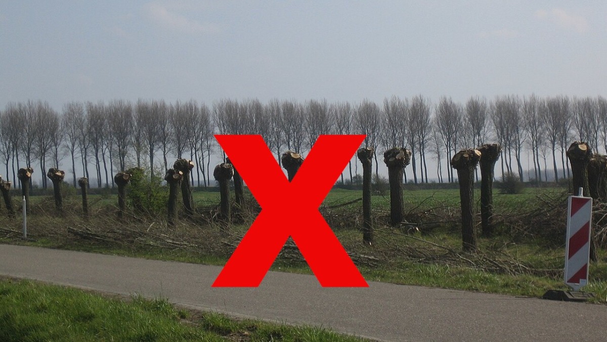 Verucchio, occhio alle potature: "Controlli della Polizia Locale, chi sgarra paga le multe" - 