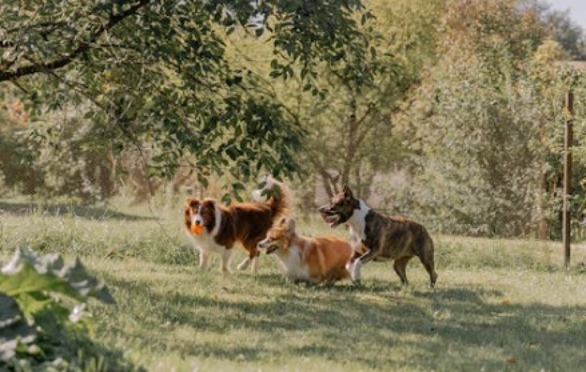 Misano, giornata dell’educazione del cane: incontri e passeggiata didattica - 